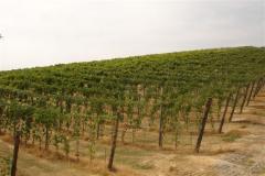 Nuovi vigneti a settembre 2