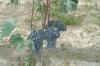 uva_barbera