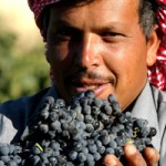 libano_bekaa_winery_harvester