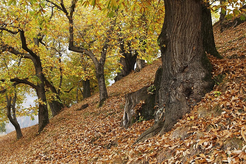 Il bosco è mio, ma devo anche rastrellarlo?